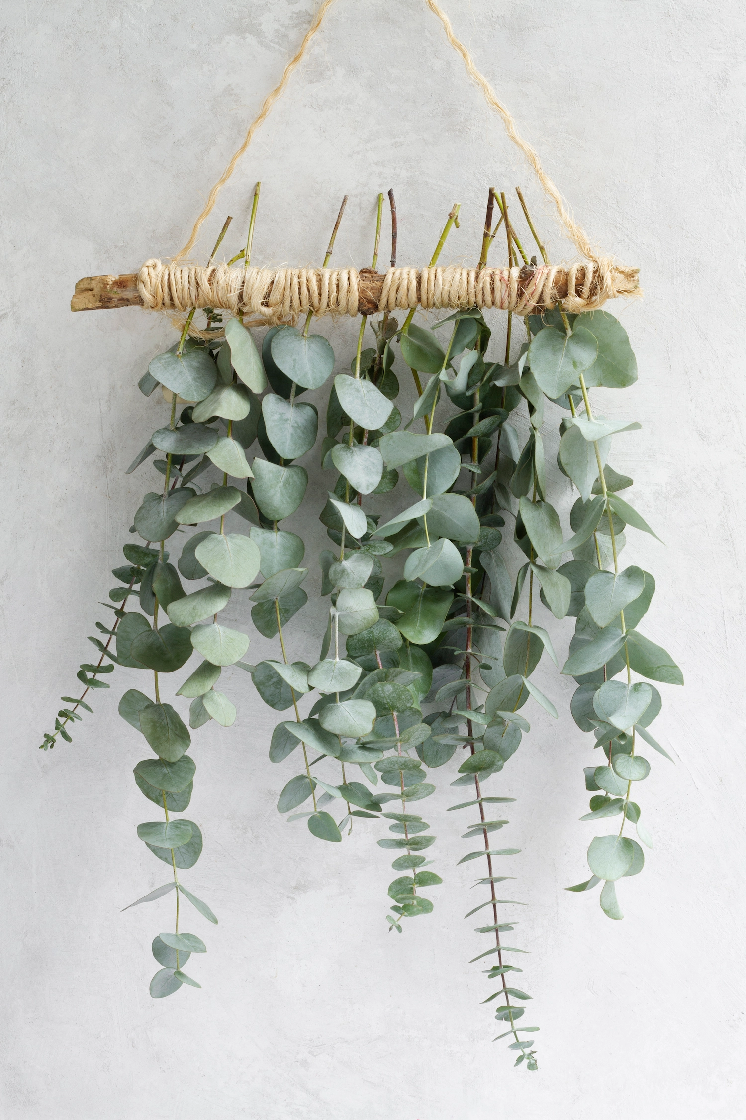Golden pothos with trailing vines and heart-shaped variegated leaves